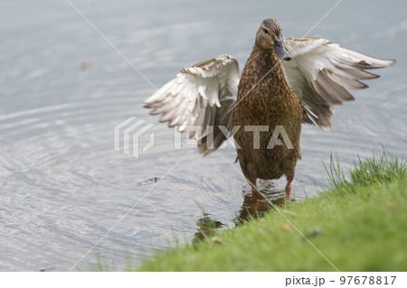 Female common duck on a lake shore cleaning feather Female common duck on a lake shore cleaning feather 97678817
