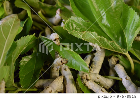 カイコ 桑の葉 養蚕場 97678918