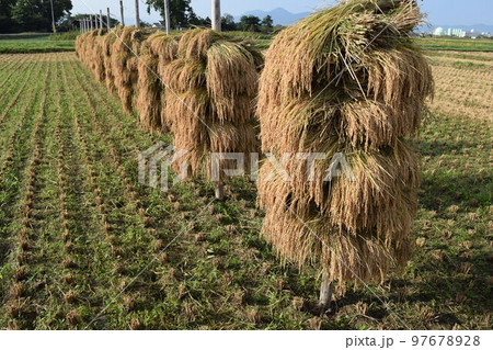 収穫した稲穂の杭掛け乾燥 97678928