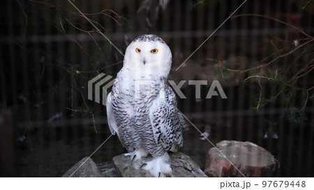 井の頭自然文化園のシロフクロウ 井の頭自然文化園のシロフクロウ 97679448