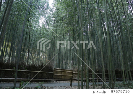 嵯峨野の光景を代表する竹林 嵯峨野の光景を代表する竹林 97679710