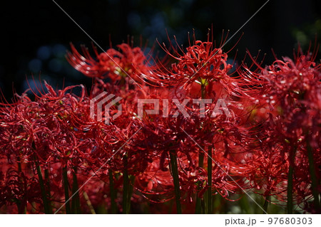 曼殊沙華、spider lily,赤い花、秋、花、赤、白、黄色、所沢、埼玉県、日本、緑、光、玉ボケ、 曼殊沙華、spider lily,赤い花、秋、花、赤、白、黄色、所沢、埼玉県、日本、緑、光、玉ボケ、 97680303
