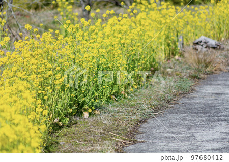 道路沿いの菜の花 道路沿いの菜の花 97680412