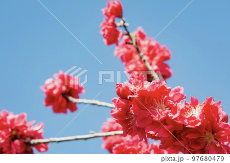 紅色の桃の花 97680479