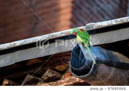 Alexandrine Parakeet or Psittacula eupatria perch on watershed runoff 97680868