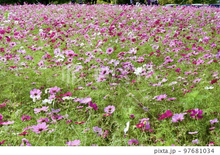 あまがさき武庫川コスモス園（2022年, 兵庫県尼崎市） 97681034