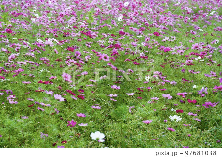 あまがさき武庫川コスモス園（2022年, 兵庫県尼崎市） 97681038