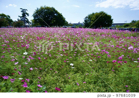 あまがさき武庫川コスモス園（2022年, 兵庫県尼崎市） 97681039