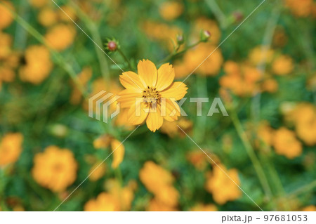 あまがさき武庫川コスモス園（2022年, 兵庫県尼崎市） 97681053