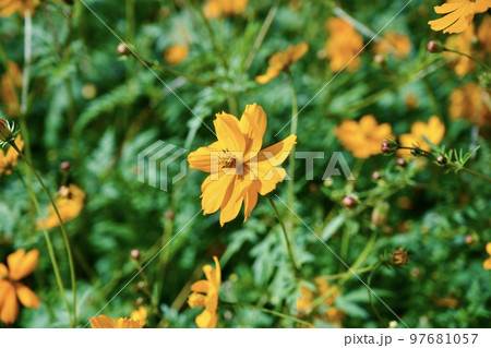 あまがさき武庫川コスモス園（2022年, 兵庫県尼崎市） 97681057