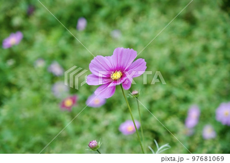あまがさき武庫川コスモス園（2022年, 兵庫県尼崎市） 97681069