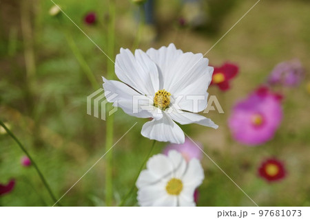 あまがさき武庫川コスモス園(2022年, 兵庫県尼崎市) あまがさき武庫川コスモス園(2022年, 兵庫県尼崎市) 97681073