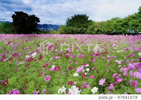 あまがさき武庫川コスモス園（2022年, 兵庫県尼崎市） 97681078
