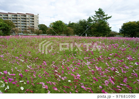 あまがさき武庫川コスモス園（2022年, 兵庫県尼崎市） 97681090