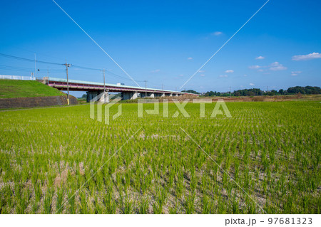 御成橋 川幅日本一 秋の風景 鴻巣市 吉見町 御成橋 川幅日本一 秋の風景 鴻巣市 吉見町 97681323