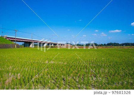 御成橋 川幅日本一 秋の風景 鴻巣市 吉見町 御成橋 川幅日本一 秋の風景 鴻巣市 吉見町 97681326