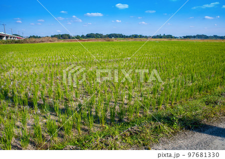 御成橋　川幅日本一　秋の風景　鴻巣市　吉見町 97681330