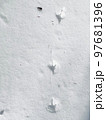 雪の朝のキジの足跡　複数 97681396