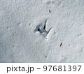 雪の朝のキジの足跡 97681397