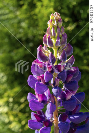 紫色の透過光が美しいマメ科のルピナスの花 97681557