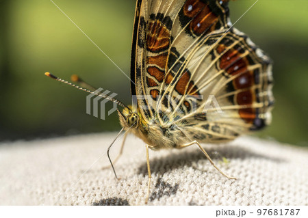 手袋の汗を吸うサカハチチョウ 手袋の汗を吸うサカハチチョウ 97681787