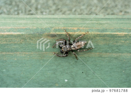 ハエを捕獲しているハエトリグモ 97681788