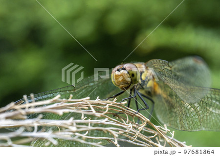 ススキの穂も若く、まだ赤くなっていないアキアカネ・クローズアップ 97681864