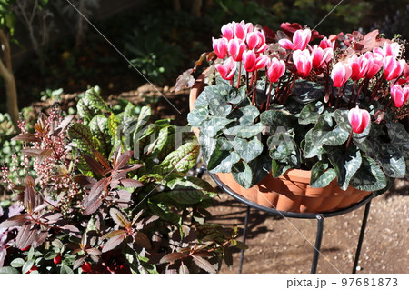 ガーデンシクラメンの花寄せ植え 97681873