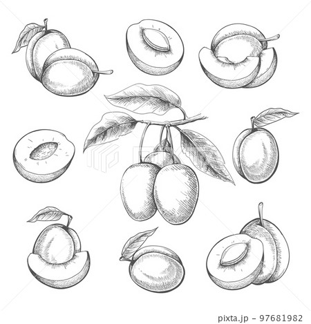 Plum fruits engraved Plum fruits engraved 97681982