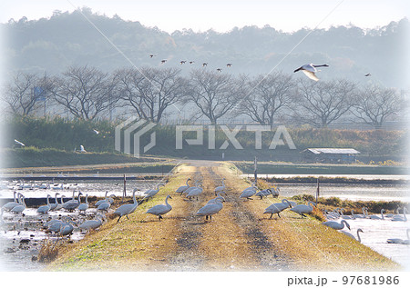 農道を横断して田んぼから田んぼへ移動する白鳥の大行列と上空を飛び越えて行く1羽の白鳥（イラスト風） 97681986