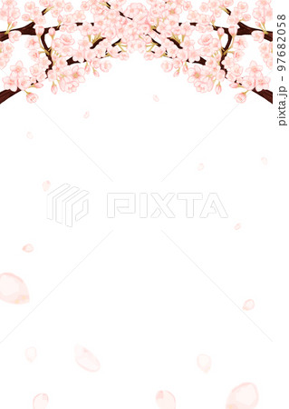 桜の花びらが散る春の白背景フレーム 97682058