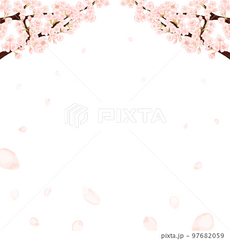 桜の花びらが散る春の白背景フレーム 桜の花びらが散る春の白背景フレーム 97682059