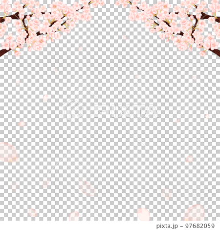 桜の花びらが散る春の白背景フレーム 桜の花びらが散る春の白背景フレーム 97682059