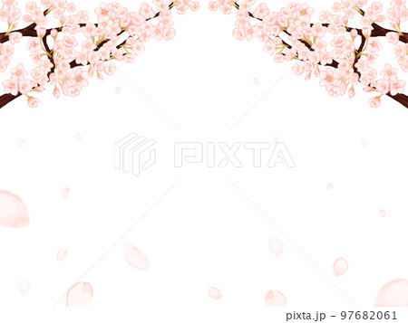 桜の花びらが散る春の白背景フレーム 97682061