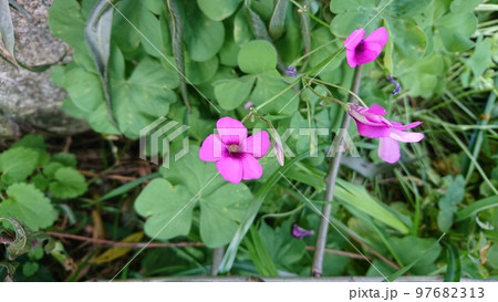 公園の片隅に咲くイモカタバミの花 97682313