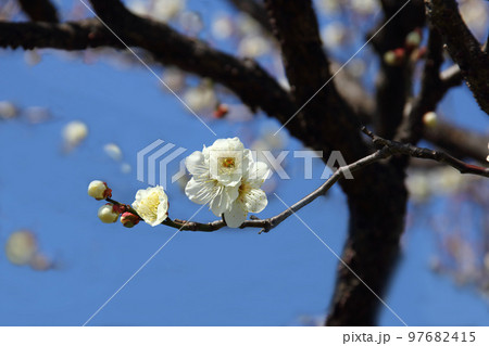 白梅の可憐な花の白さに春の訪れを感じ、やがて春爛漫の桜を思う 白梅の可憐な花の白さに春の訪れを感じ、やがて春爛漫の桜を思う 97682415