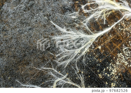 根のように見える、朽ち木で繁茂する菌糸束・根状菌糸束 97682526