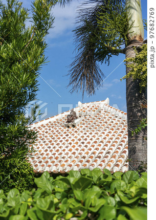 赤い琉球瓦と白い漆喰の屋根に鎮座するシーサー・竹富島・重要伝統的建造物群保存地区 97682769