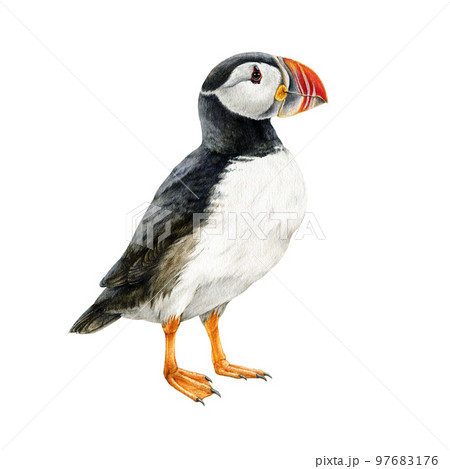 Puffin bird watercolor illustration. Hand drawn Atlantic wildlife marine wildlife animal. Puffin realistic illustration element on white background. Northern fuzzy bird with bright colored beak 97683176
