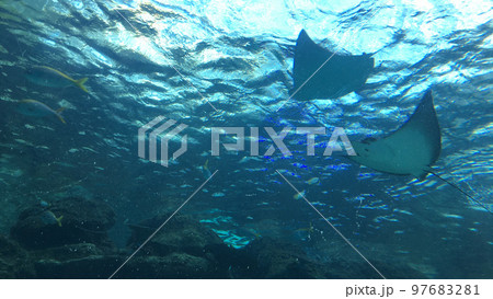 アクアリウムの鱏 水族館/ 写真 アクアリウムの鱏 水族館/ 写真 97683281