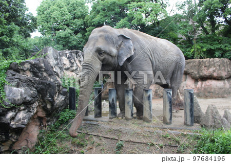 到津の森公園「セイロンゾウ」に餌やり体験 到津の森公園「セイロンゾウ」に餌やり体験 97684196