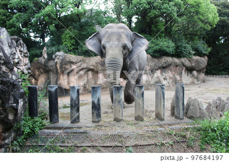 到津の森公園「セイロンゾウ」に餌やり体験 到津の森公園「セイロンゾウ」に餌やり体験 97684197