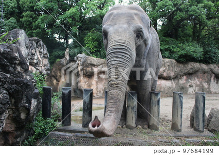 到津の森公園「セイロンゾウ」に餌やり体験 到津の森公園「セイロンゾウ」に餌やり体験 97684199