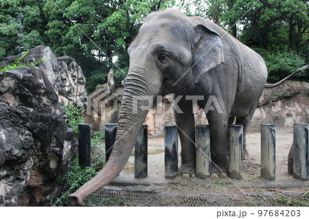 到津の森公園「セイロンゾウ」に餌やり体験 到津の森公園「セイロンゾウ」に餌やり体験 97684203