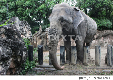 到津の森公園「セイロンゾウ」に餌やり体験 97684204