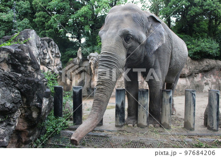 到津の森公園「セイロンゾウ」に餌やり体験 97684206