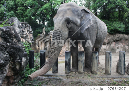到津の森公園「セイロンゾウ」に餌やり体験 到津の森公園「セイロンゾウ」に餌やり体験 97684207