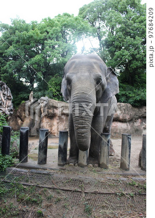 到津の森公園「セイロンゾウ」に餌やり体験 97684209