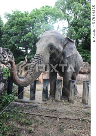 到津の森公園「セイロンゾウ」に餌やり体験 到津の森公園「セイロンゾウ」に餌やり体験 97684210