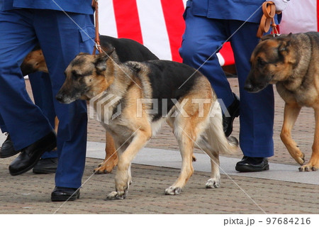 年頭視閲のパレードに参加する警察犬 97684216